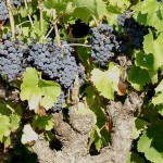 Vendanges 097